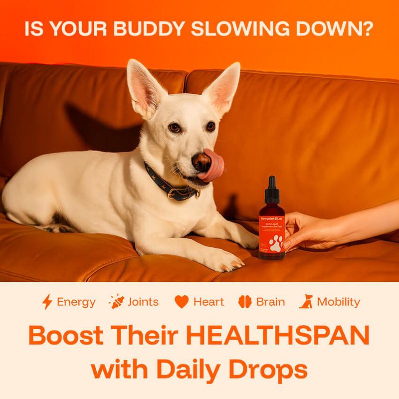 Dog Longevity Protocol Liquid – 60 ml