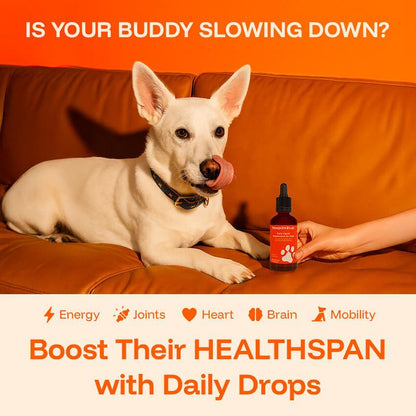 Dog Longevity Protocol Liquid – 60 ml
