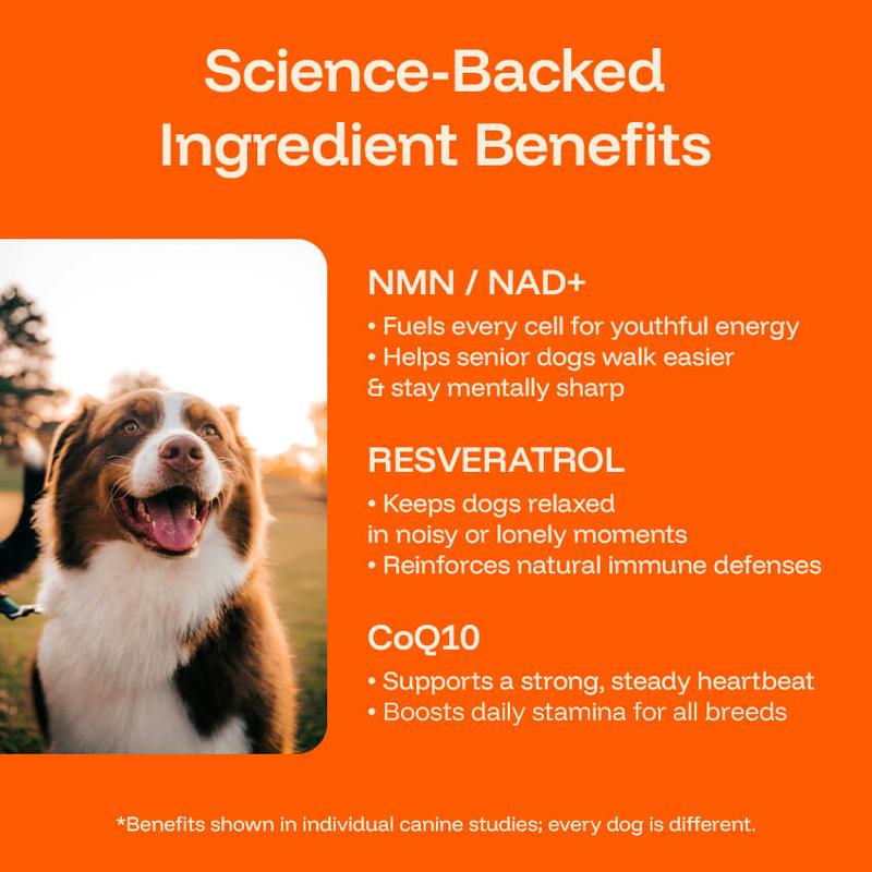 Dog Longevity Protocol Liquid – 60 ml